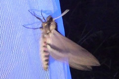 Sphinx ligustri