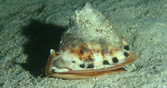 Cassis tuberosa