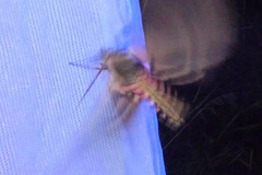 Sphinx ligustri