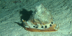 Cassis tuberosa