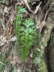 Asplenium gueinzianum