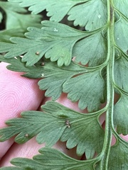 Asplenium gueinzianum