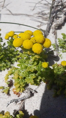 Oncosiphon sabulosus