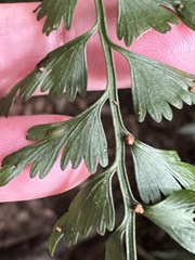 Asplenium gueinzianum