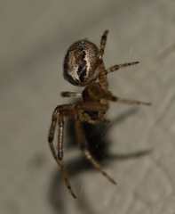 Zygiella x-notata