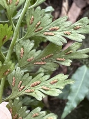 Asplenium gueinzianum