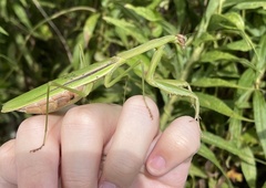 Tenodera angustipennis