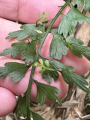 Asplenium gueinzianum