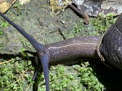 Thersites darlingtoni