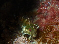 Parablennius incognitus