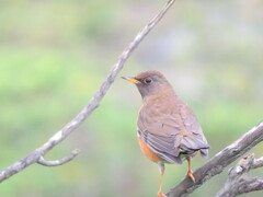 Turdus chrysolaus