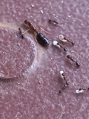 Trichomyrmex mayri