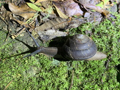 Thersites darlingtoni