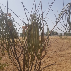 Holarrhena floribunda