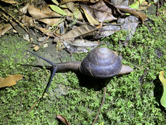 Thersites darlingtoni