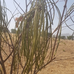 Holarrhena floribunda