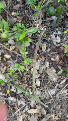 Acanthocereus tetragonus