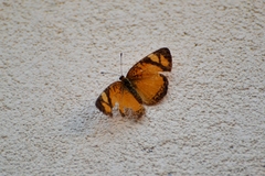 Tegosa
