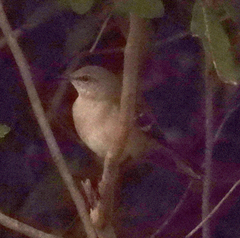 Mimus polyglottos