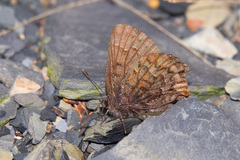 Callophrys niphon