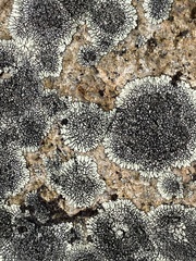 Dimelaena