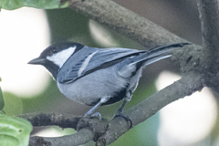 Parus cinereus