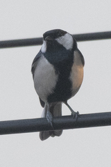 Parus cinereus