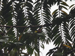 Todirostrum nigriceps