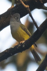 Culicicapa ceylonensis