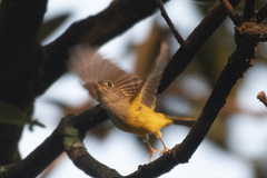 Culicicapa ceylonensis