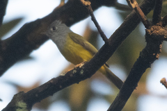 Culicicapa ceylonensis