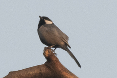 Parus cinereus