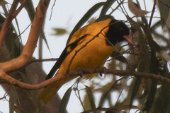 Oriolus xanthornus