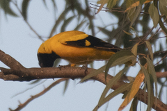 Oriolus xanthornus