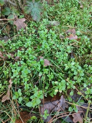 Stellaria media