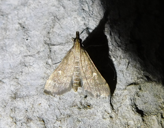 Dolicharthria punctalis