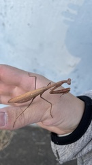 Statilia maculata maculata