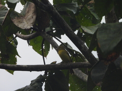 Piranga rubra