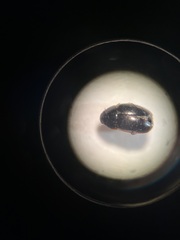 Limnebius