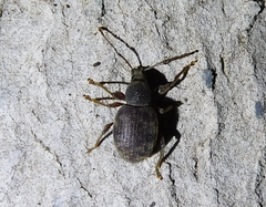 Otiorhynchus rotundus