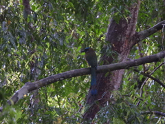 Momotus subrufescens