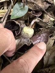 Asarum hypogynum