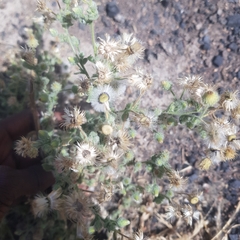 Pseudoconyza viscosa