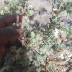 Pseudoconyza viscosa