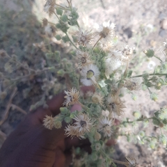Pseudoconyza viscosa