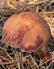 Aureoboletus