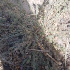 Pseudoconyza viscosa