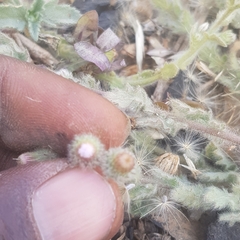 Pseudoconyza viscosa