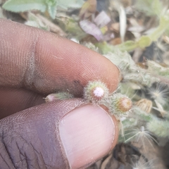 Pseudoconyza viscosa