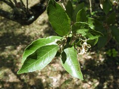 Styrax leprosus